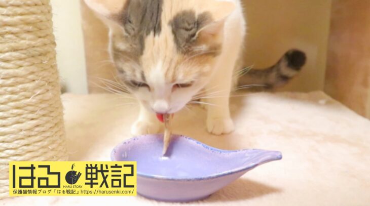 保護猫はるちゃんのかつおミルクスープ実食