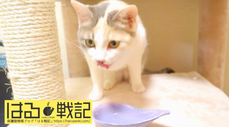 保護猫はるちゃんのかつおミルクスープ完食