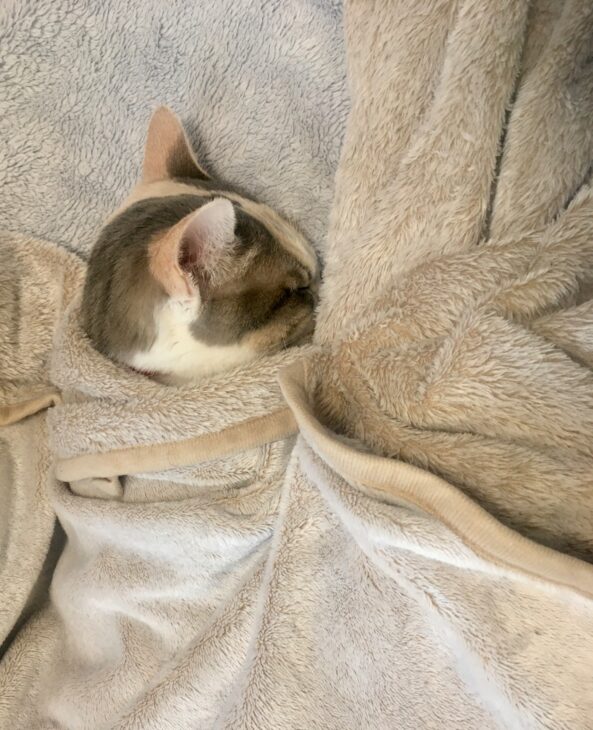 毛布にくるまって眠るはるちゃま
